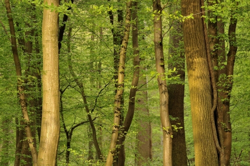 13-forest-photography-spring-sonian